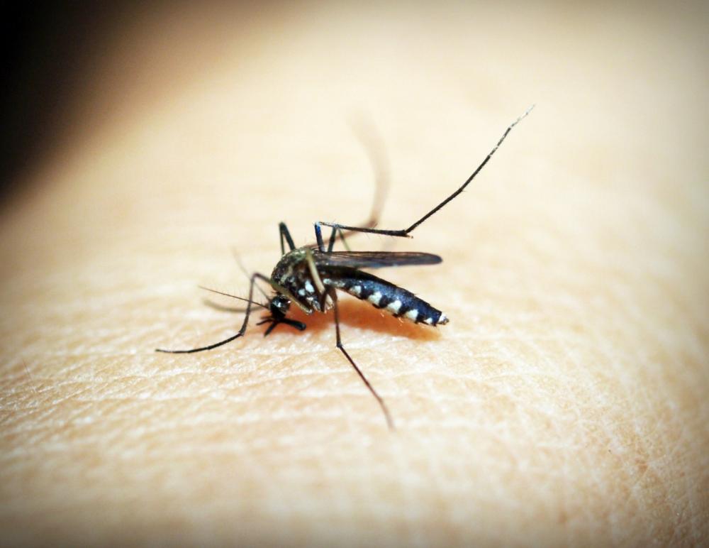 The Weekend Leader - Some arthritis may be caused by mosquito-borne viruses